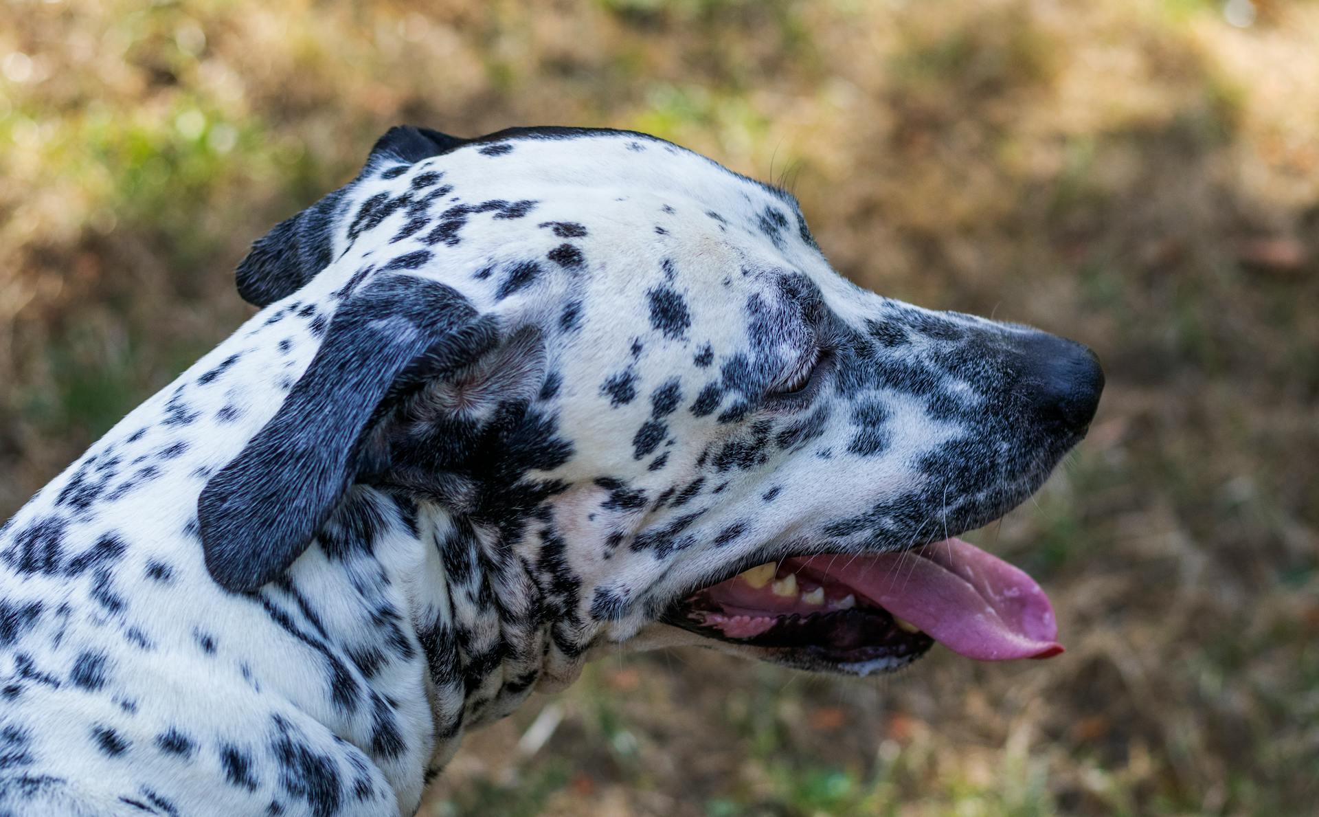 Closeup of a Dalmatian Dog