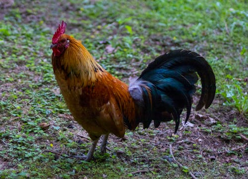 Imagine de stoc gratuită din a închide, cocoș, fotografie de animale