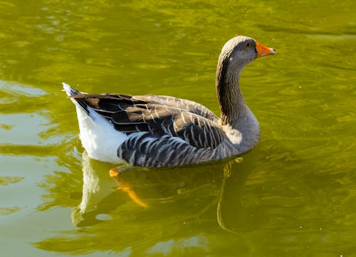 Imagine de stoc gratuită din albastru, animal, cioc