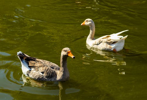 Imagine de stoc gratuită din animal, animale, cioc