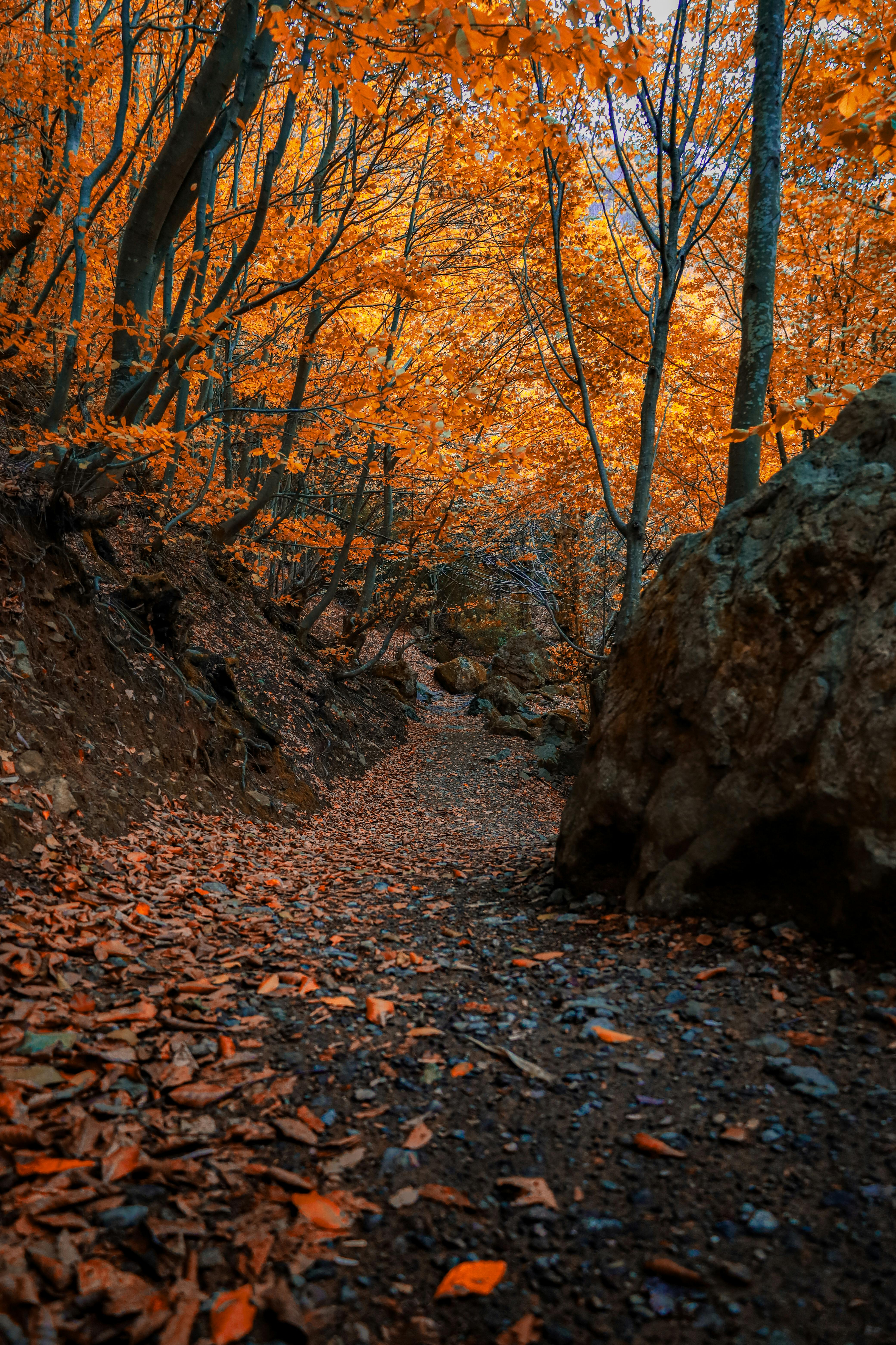 Explore a captivating autumn trail lined with vibrant orange leaves in Yalova, Türkiye.