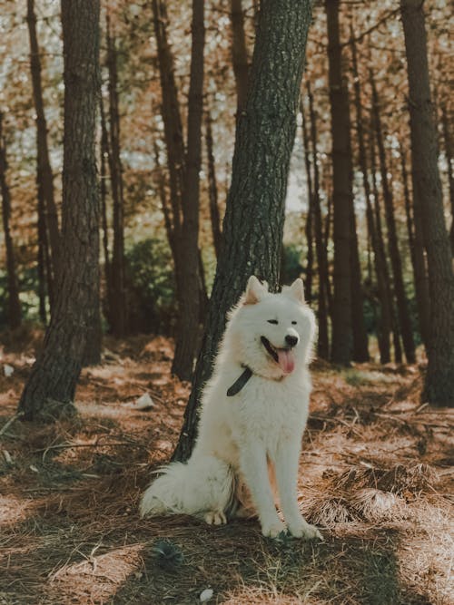 Samoyed Dog Sitting in Forest