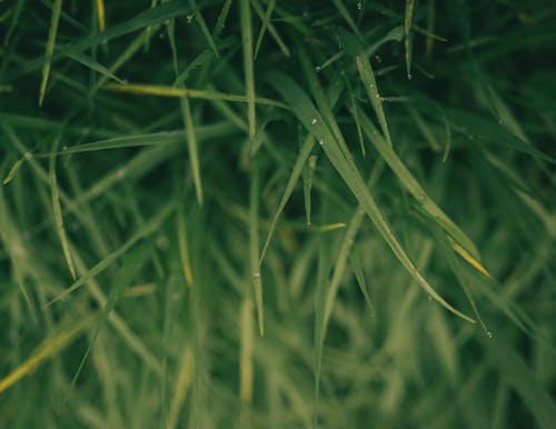 Kostenloses Stock Foto zu gras, grün, grüne blätter