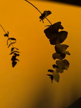 A closeup silhouette of eucalyptus leaves against a vibrant yellow-orange background, evoking warmth.
