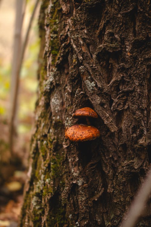 Close up of a Mushroom on a Tree 