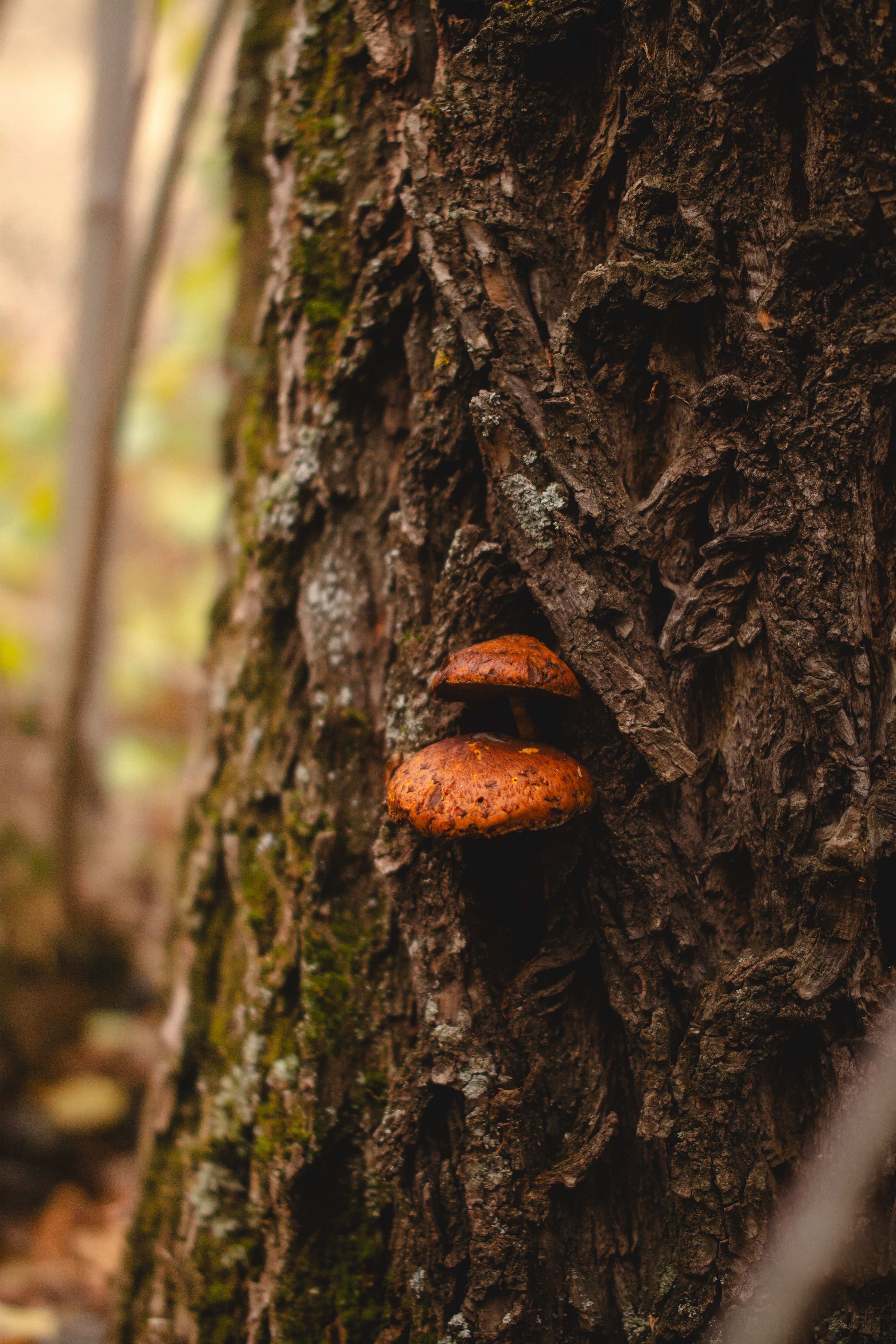 forest-tree-close-up-photos-download-the-best-free-forest-tree-close