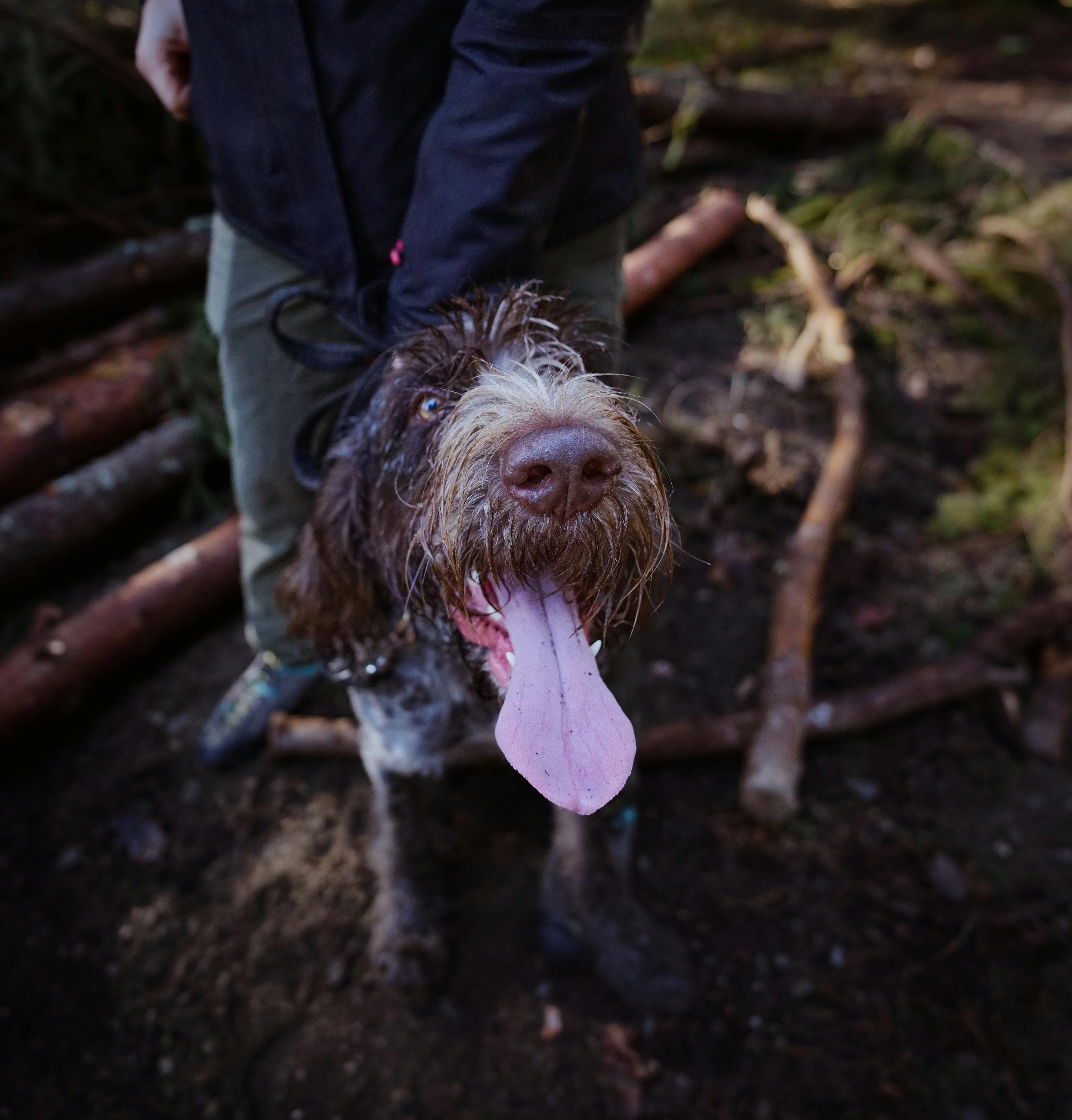 Why Do Dogs Have Wet Noses? Discover Their Fascinating Purpose! 1 The Science Behind Canine Wet Noses: What Makes Them So Special?