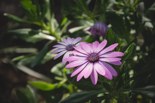 Free stock photo of flower, green, pink