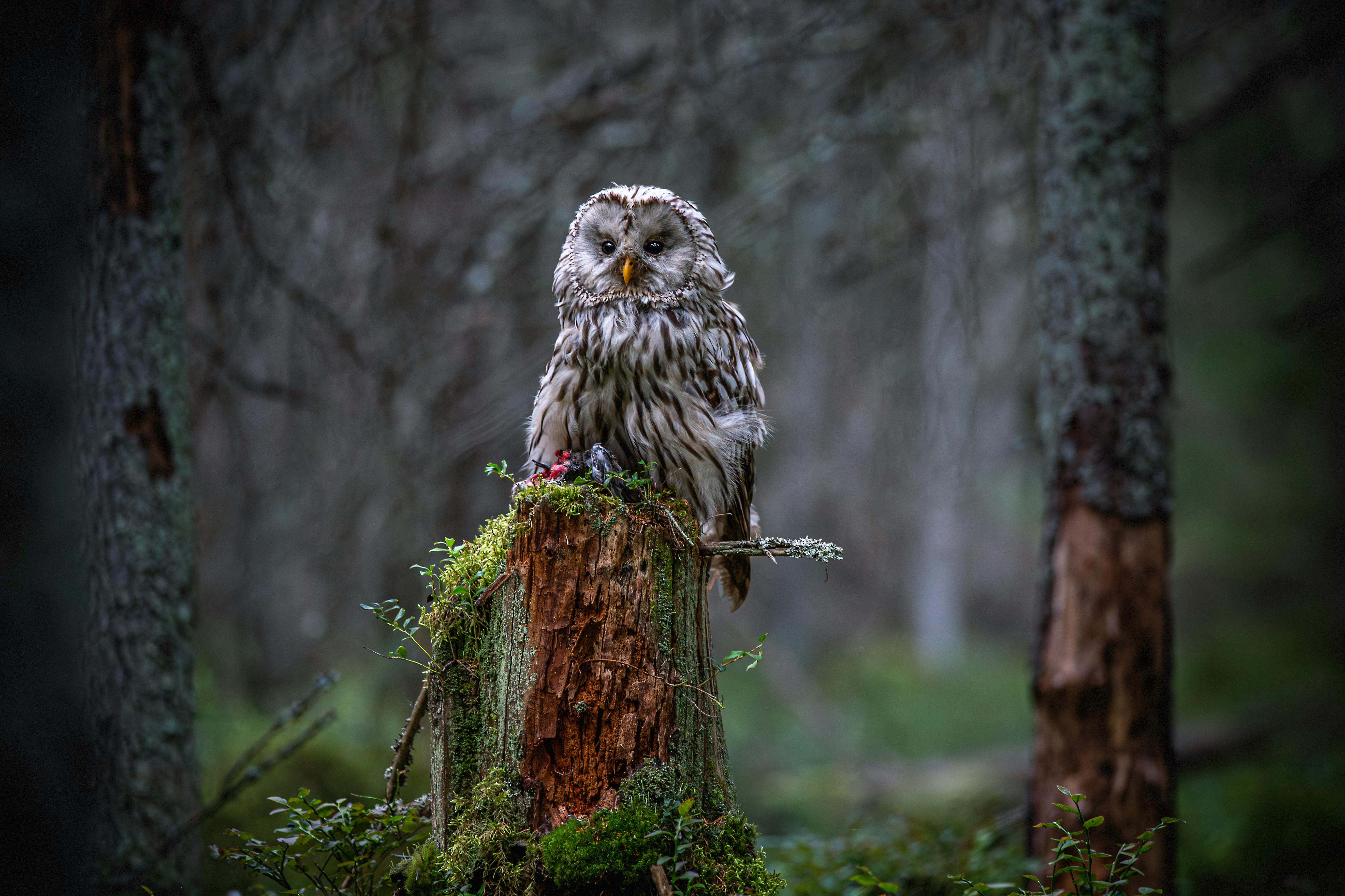 a owl sitting on a stump in the woods