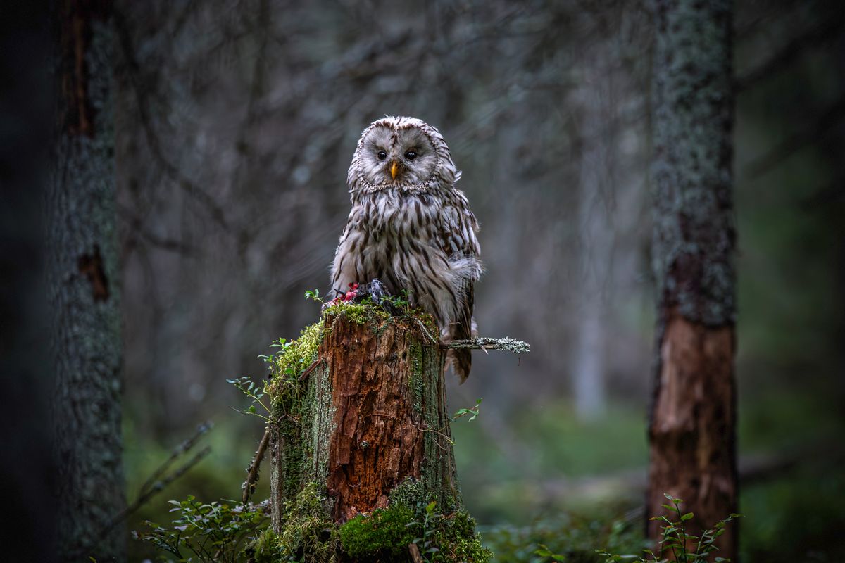Owl Images Photos, Download The BEST Free Owl Images Stock Photos &amp; HD ...