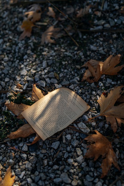 Page of a Book in a Forest 