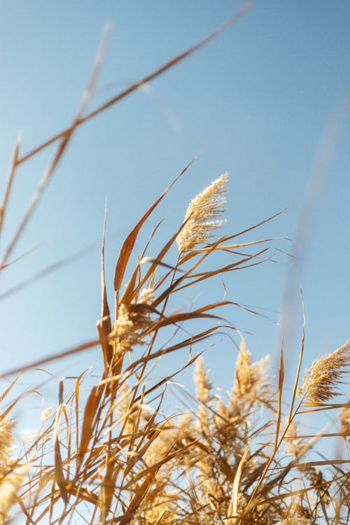 Wheat on a Field in Sunlight