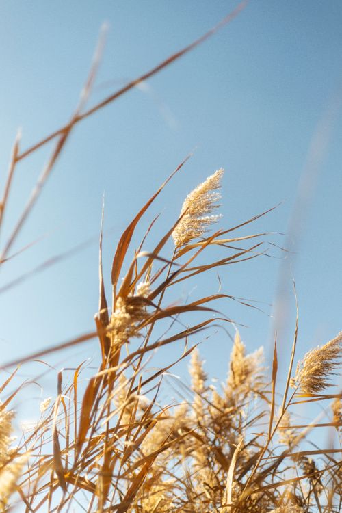 Free Close-up of golden wheat against a clear blue sky with gentle sunlight. Stock Photo