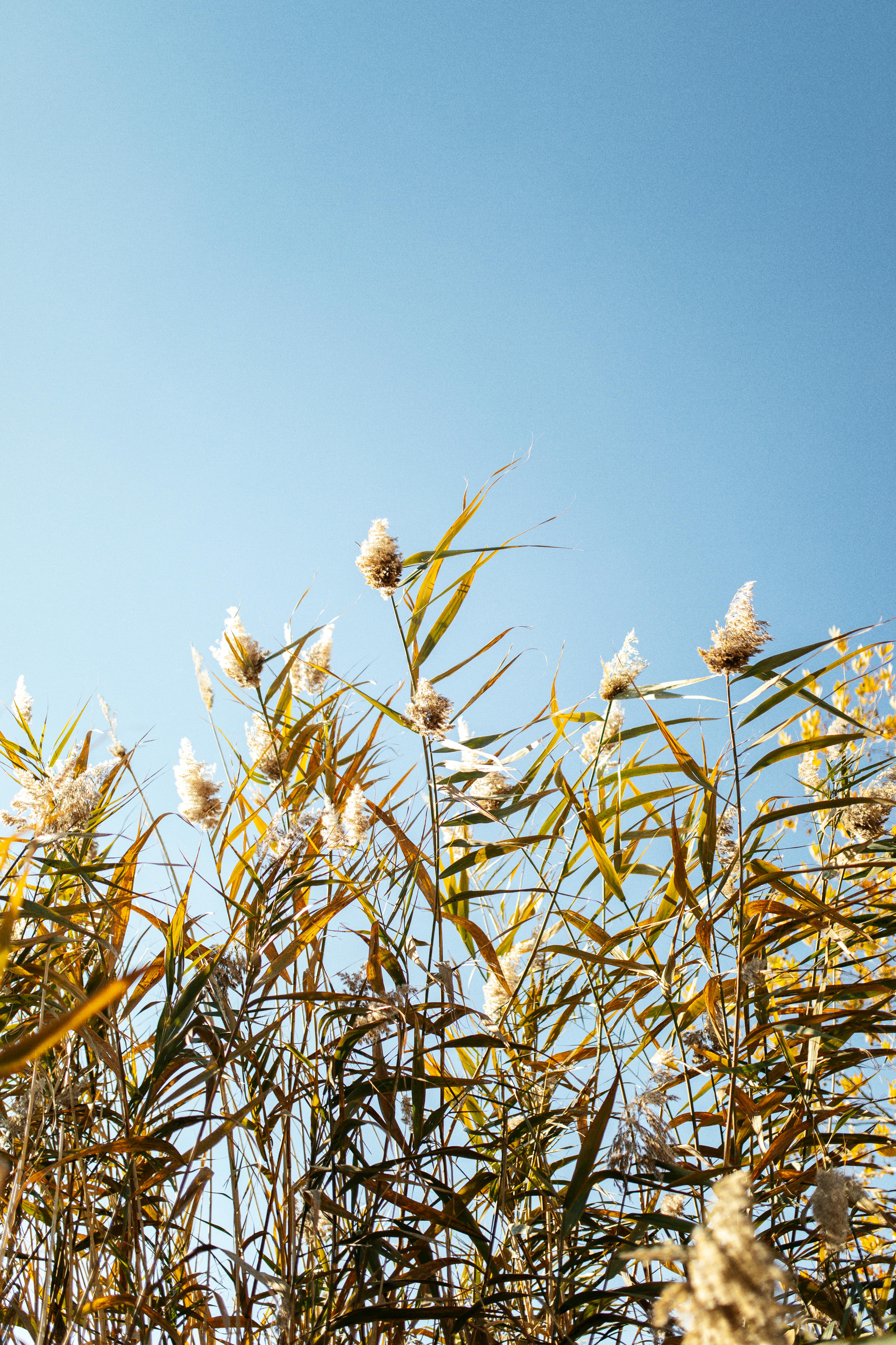 Tall grasses with seed heads sway under a clear blue sky, capturing nature's serenity.