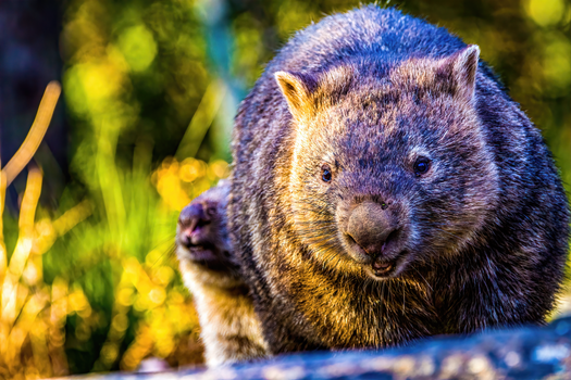 Close-up of a wombat in Kangaroo Valley, showcasing its natural habitat and vibrant fur detail.