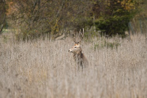 Stag in the Tall Dry Grass