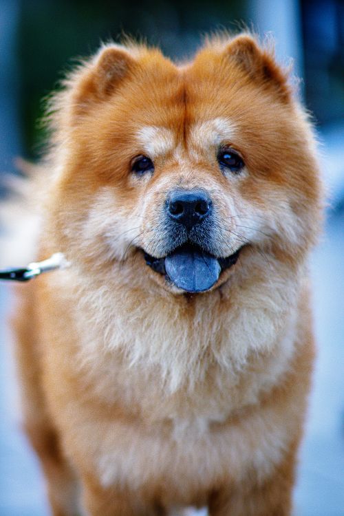 Free Close-up of a charming Chow Chow dog with a fluffy coat and playful expression. Stock Photo