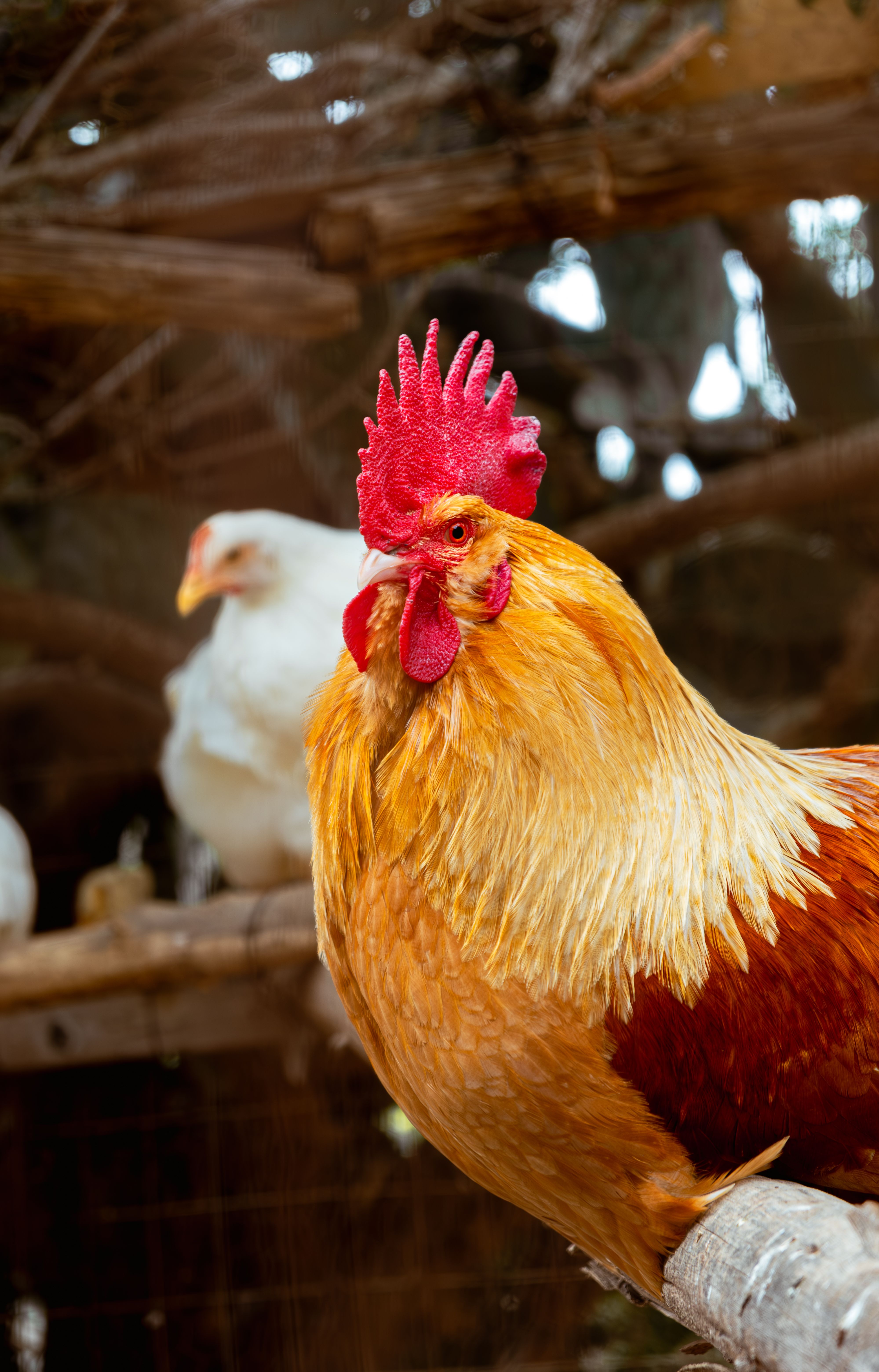Pollo · Foto de stock gratuita