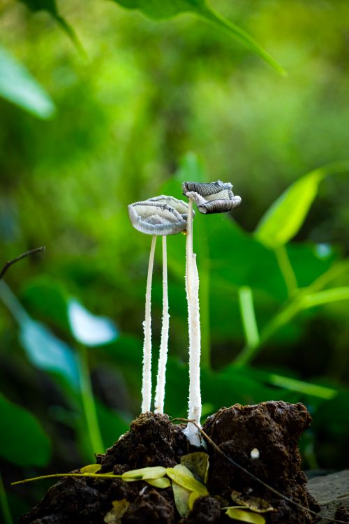 Free Tall mushrooms growing in a vibrant forest environment, exuding natural beauty and serene growth. Stock Photo