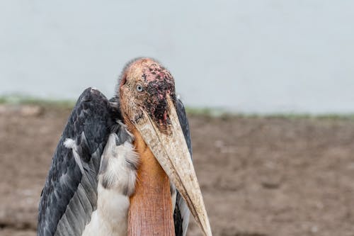 Closeup of a Pelican on a Land