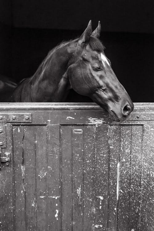 Ingyenes stockfotó állati portré, ló, pexels témában