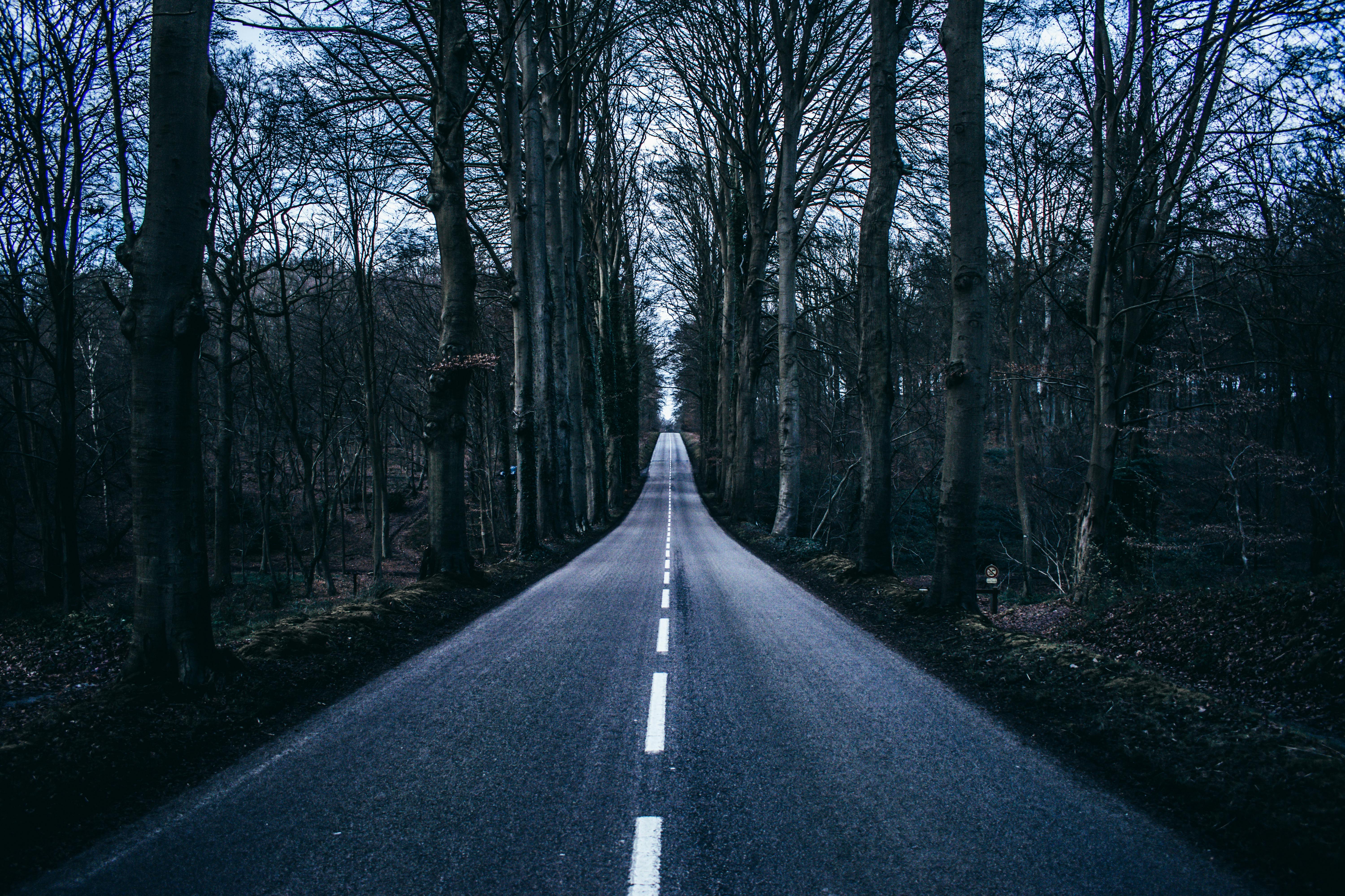 empty road in middle of trees