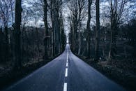 一条道路通向和平，两旁光秃秃的树木立于森林之中，展现出深秋的美丽