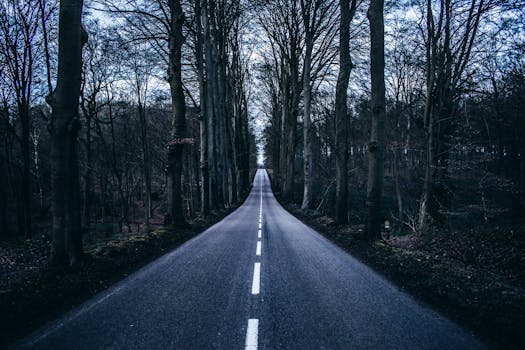 一条道路通向和平，两旁光秃秃的树木立于森林之中，展现出深秋的美丽