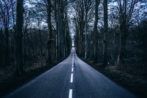 Free A peaceful road lined with bare trees in a forest, showcasing the beauty of late fall. Stock Photo