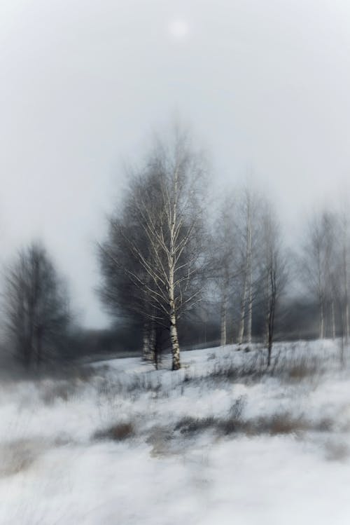 Foto stok gratis alam, birch, dingin
