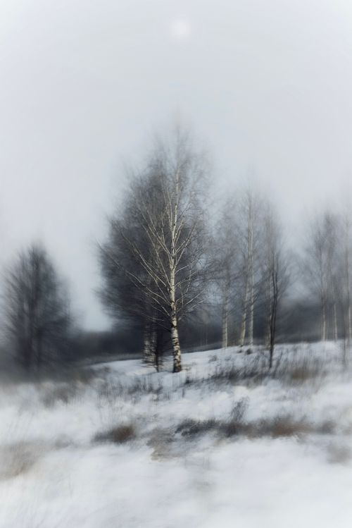 Free A tranquil winter scene showcasing a grove of leafless birch trees amidst snow. Stock Photo