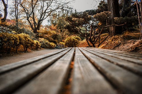 Free Brown Wooden Bench Near Bare Trees Stock Photo