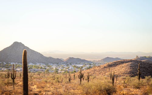 Ilmainen kuvapankkikuva tunnisteilla aavikko, kaktus, kylä