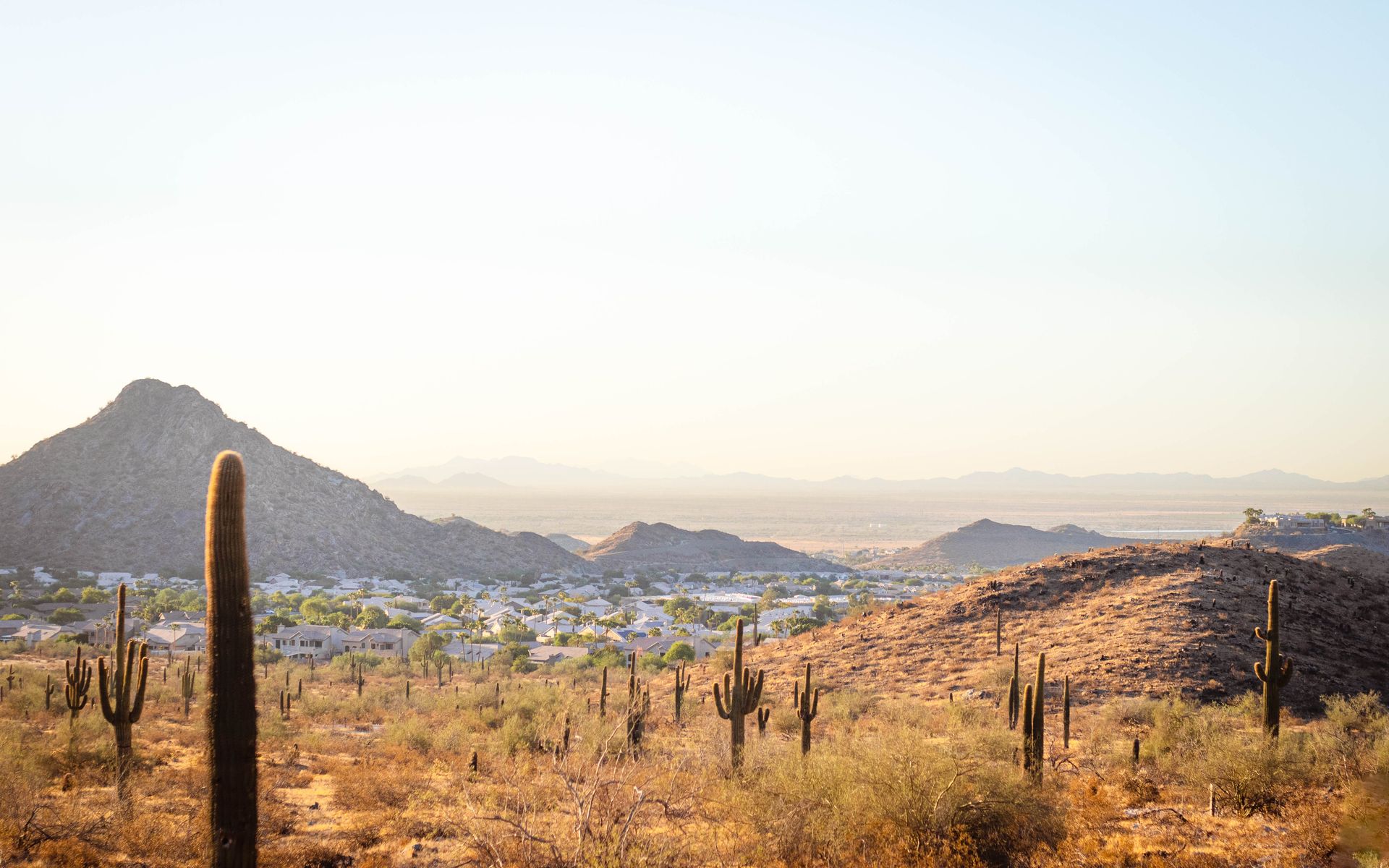 Sonoran Desert Landscape at Sunset