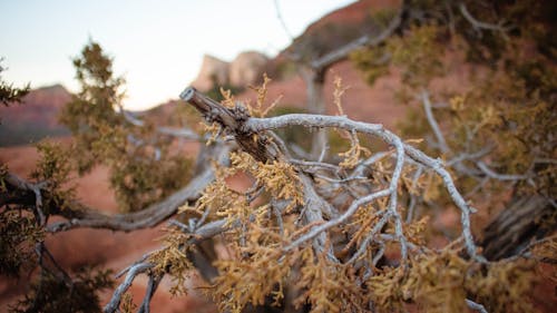 Fotobanka s bezplatnými fotkami na tému Arizona, estetická tapeta na plochu, pozadia tapety