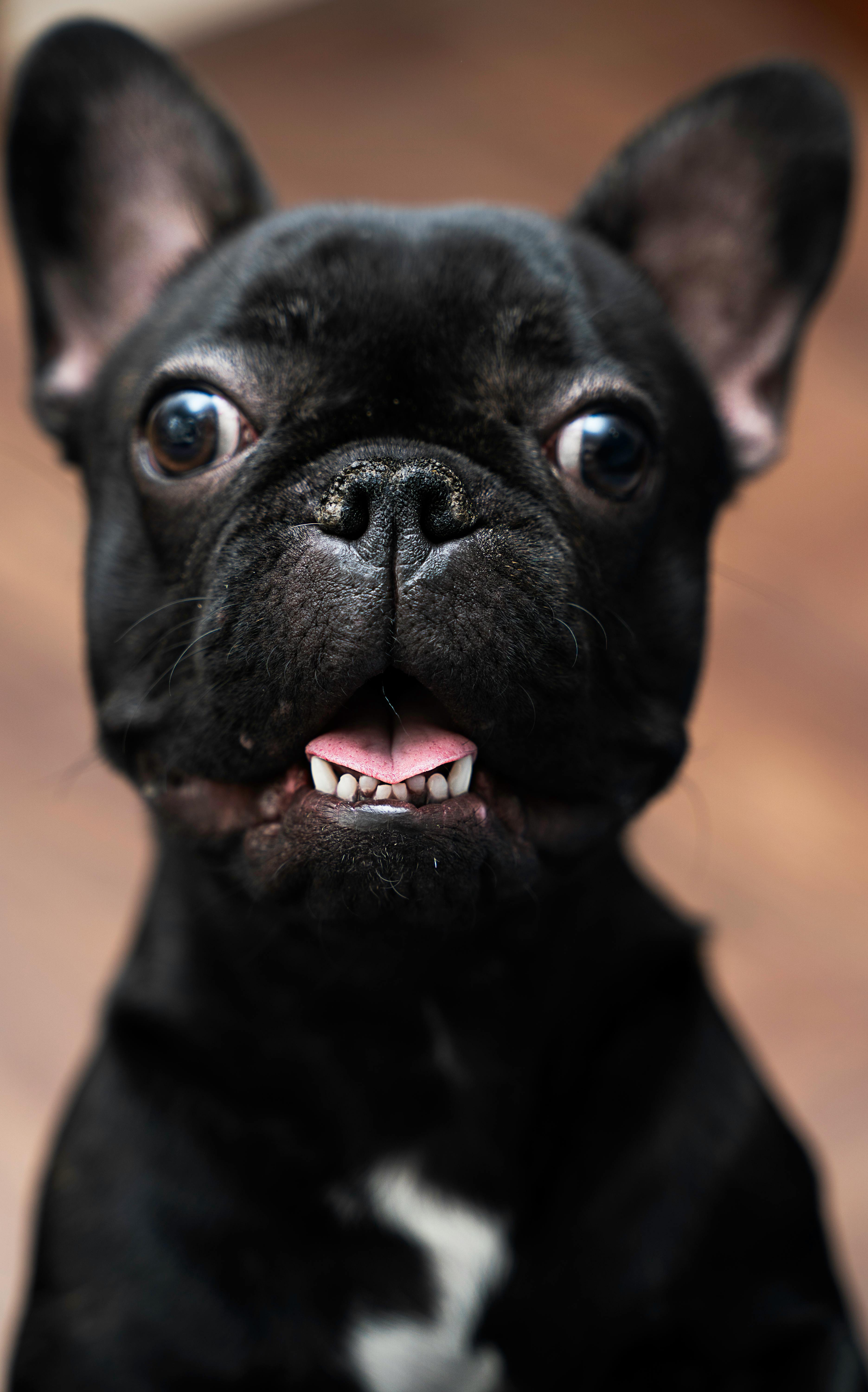 French Bull Dog Photos, Download The BEST Free French Bull Dog Stock ...