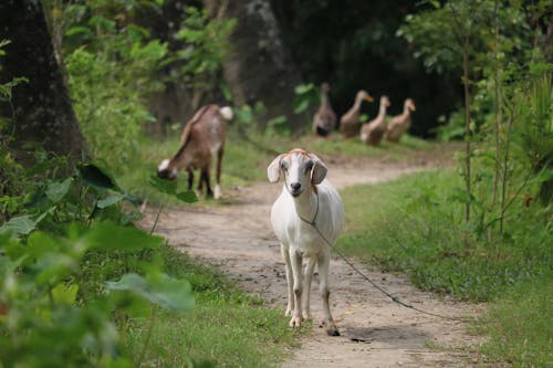 Foto stok gratis fotografi binatang, jalan kecil, kambing