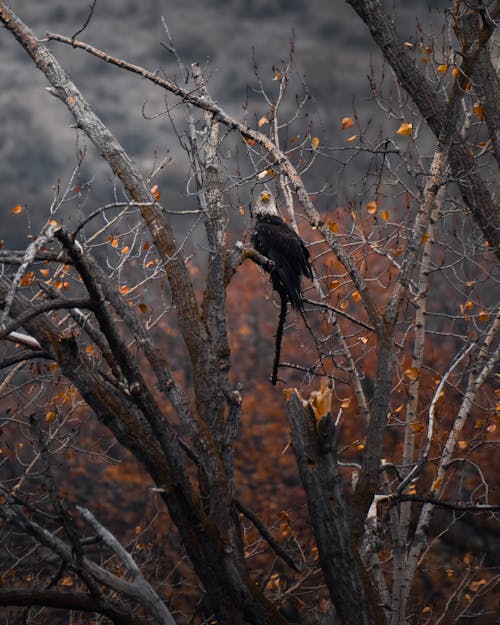 Bald Eagle Perching on Tree in Autumn