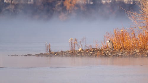A Heron Sitting on the Shore in Fog 