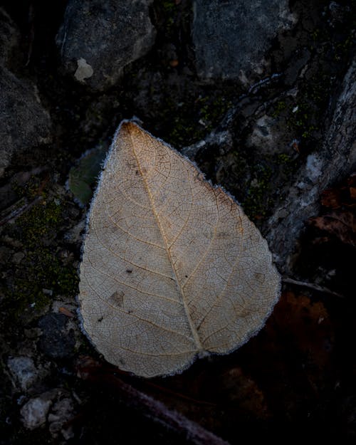 Free stock photo of leaf, winter