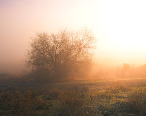 Free View of a Meadow and Trees in Mist at Sunrise  Stock Photo