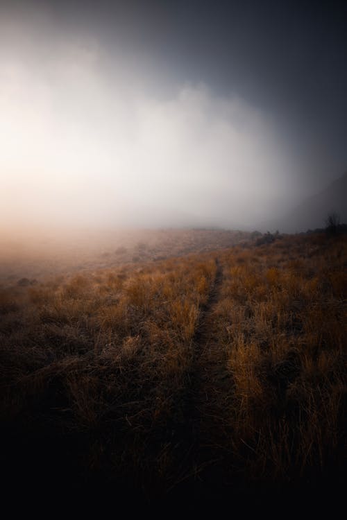 View of a Foggy Meadow in Autumn 