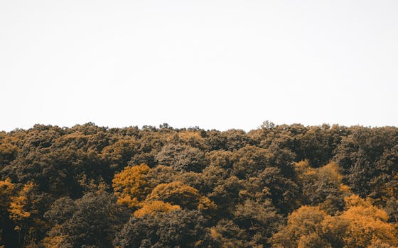 秋叶点缀着宁静的森林树冠，在明亮、晴朗的天空下