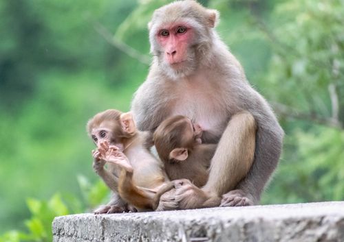 Free A Rhesus Macaque mother lovingly holds her two babies in a lush green forest setting. Stock Photo