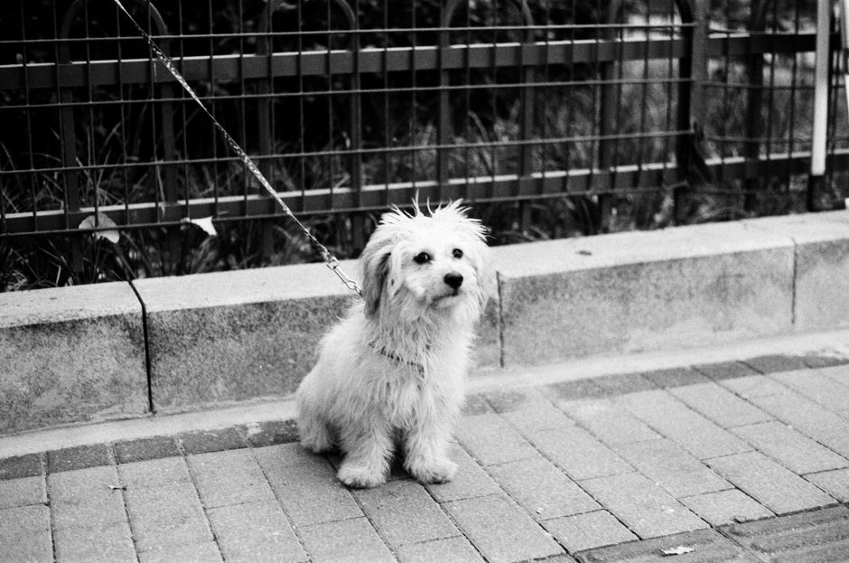 Charming black and white portrait of a dog on a leash in an urban setting.