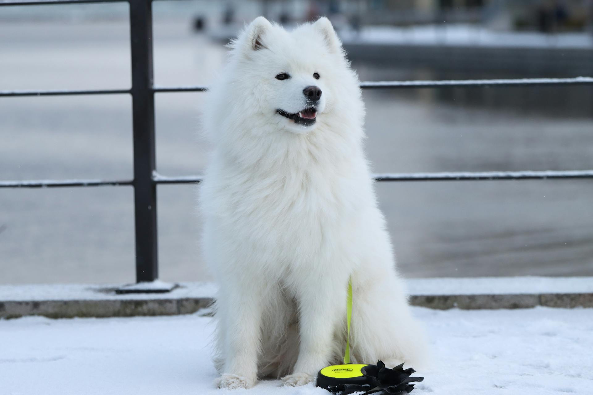 Samoyed