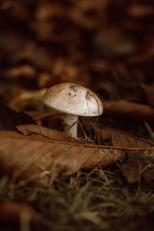 Champignon Mushroom among Leaves in Autumn