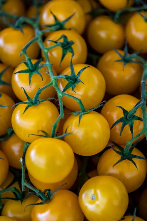 Close Up of Fresh Tomatoes