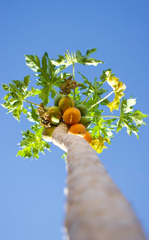 Low Angle Shot of a Tree with Ripe Fruit under Blue Sky