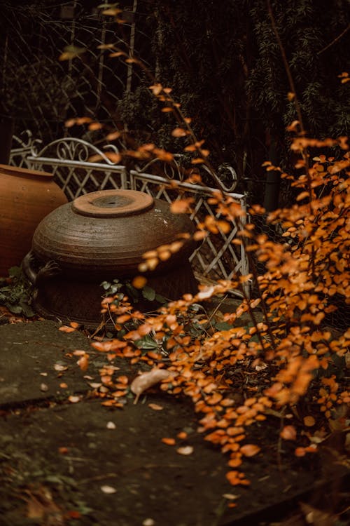 Základová fotografie zdarma na téma dvorek, hrnec, podzim